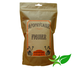 FIGUIER, Feuille (Ficus carica) - Apophycaire