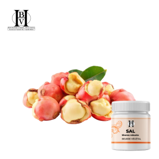 Sal beurre végétal (Shorea robusta) - HBV Beurres