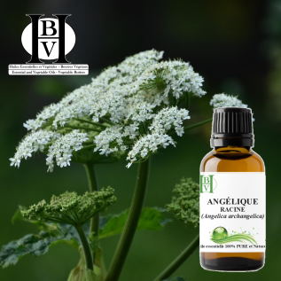 Angelica Root Essential Oil – Pure & Natural