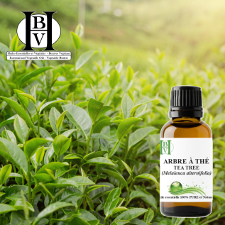 Çay Ağacı Uçucu Yağı (Melaleuca alternifolia) – Saf & Doğal