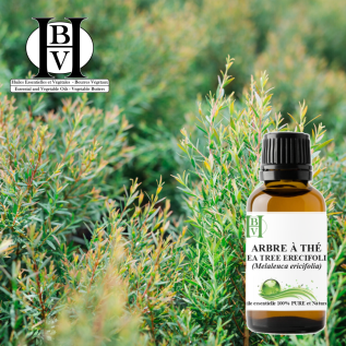Huile essentielle de Rosalina (Melaleuca ericifolia) – Pure et naturelle – HBV