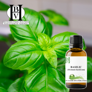 Huile essentielle de Basilic (Ocimum basilicum) – HBV