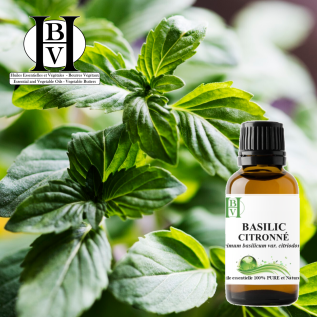 Aceite esencial de albahaca limón (Ocimum basilicum var. citriodorum) – Puro y natural