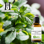 Holy Basil (Tulsi), essential oil (Ocimum sanctum / Ocimum tenuiflorum) – HBV