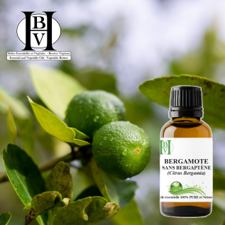 Bergamot essential oil without bergapten (FCF) – Citrus bergamia – HBV
