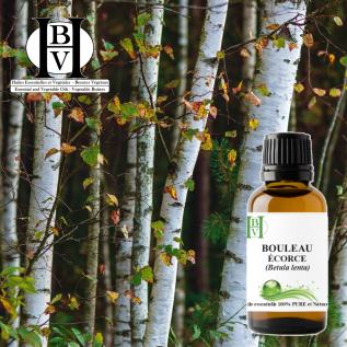 Tatlı Huş (Kabuk) Uçucu Yağı – Betula lenta – Wintergreen & balsamik – HBV