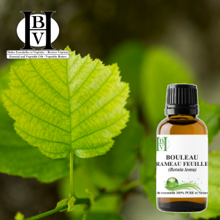 Sweet Birch Essential Oil (Leaves & Twigs) – Betula lenta – Fresh & Balsamic – HBV