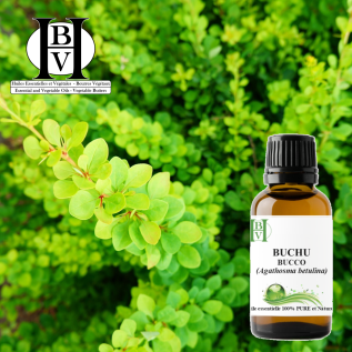 Buchu (Bucco) Uçucu Yağı – Agathosma betulina – Frenk üzümü yaprağı & yeşil – HBV