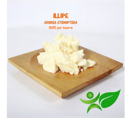 Illipe - Sal, beurre végétal (Shorea Stenoptera) - Aroma Centre