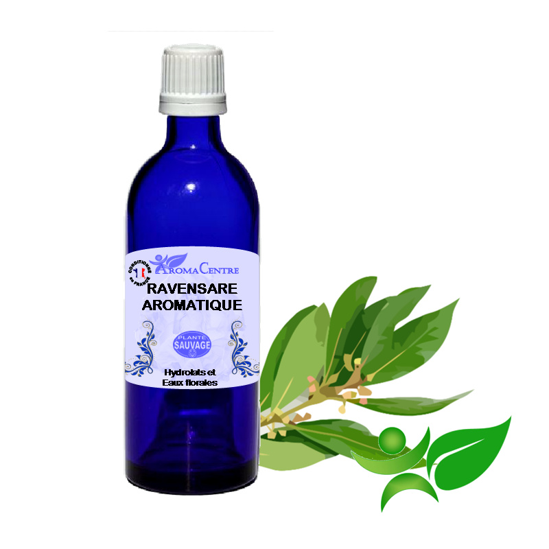 Ravensare aromatique, Hydrolat (Ravensara aromatica) - Aroma Centre