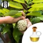 Annona-Pflanzenöl (Annona Squamosa) - HBV Öle und Butter