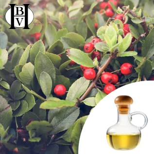 huile végétale Airelle rouge (Vaccinium vitis-idaea)