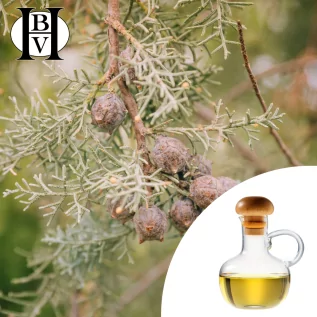 Raffiniertes Argan-Pflanzenöl (Argania spinosa)