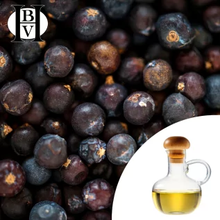 Pflanzenöl aus schwarzen Johannisbeeren (Ribes nigrum)