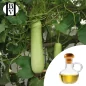 Long Squash Vegetable Oil (Lagenaria siceraria) - HBV Oils and Butters