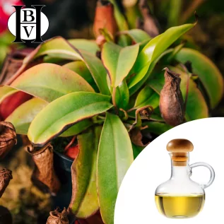 Kahai vegetable oil (Caryodendron orinocense) - HBV Oils and Butters