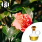 Kamelien-(Tee-)Pflanzenöl (Camellia oleifera) - HBV Öle und Butter