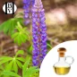 Lupin Vegetable Oil (Lupinus Albus) - HBV Oils and Butters Lupin Vegetable Oil (Lupinus Albus) - HBV Oils and Butters