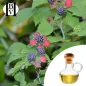 Böğürtlen Bitkisel Yağı (Rubus fruticosus) - HBV Yağları ve Tereyağı Böğürtlen Bitkisel Yağı (Rubus fruticosus) - HBV Yağları ve Tereyağı