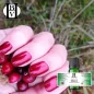 Cranberry (Yaban Mersini) Bitkisel Yağı (Vaccinium corymbosum) - HBV Yağları ve Tereyağı