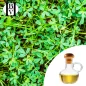 Moringa Bitkisel Yağı (Moringa oleifera) - HBV Yağları ve Tereyağı