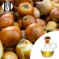 Soğan Bitkisel Yağı (Allium Cepa) - HBV Yağları ve Tereyağı