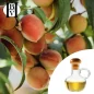 Peach Vegetable Oil (Prunus Persica) - HBV Oils and Butters