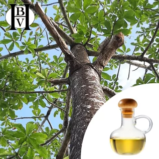 Aceite vegetal Shorea - Sal