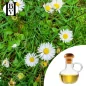 Gänseblümchen-Ölmazerat (Bellis perennis) - HBV Öle und Butter