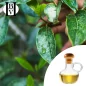 Camélia macérât huileux (Camellia Sinensis) - HBV Huiles et Beurres Camélia macérât huileux (Camellia Sinensis) - HBV Huiles et Beurres