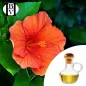 Hibiskusölmazerat (Hibiscus rosa-sinensis) - HBV Öle und Butter