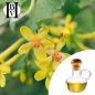 Cadı fındığı yağı maceratı (Hamamelis virginiana) - HBV Yağları ve Tereyağı