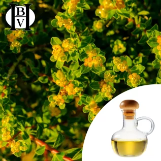 St. John's Wort oily macerate