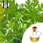 Papaya yağı maceratı (Carica papaya) - HBV Yağları ve Tereyağı