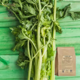 Apium graveolens (Apophycaire)