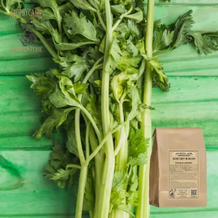 Sumpf-Schmerz-Blatt - Apophycaire