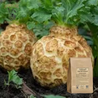 abgeschnittene Wurzel der Sumpf-Scharlach (Apium graveolens) - Apophycaire