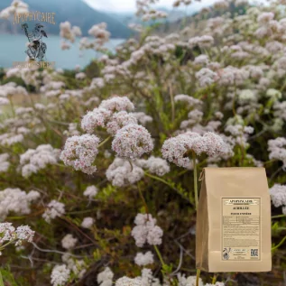 Tisane Achillée Millefeuille fleur