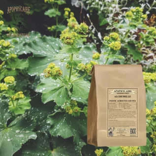 Lady's Mantle Herbal Tea