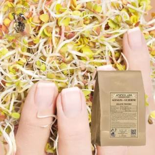 Alfalfa seed powder (Medicago sativa) - Apophycaire