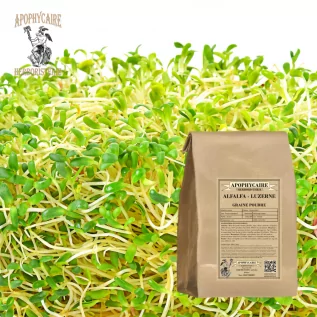 Alfalfa seed infusion