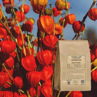 Tisane Alkekenge Bay (Physalis Alkekengi) - Apophycaire