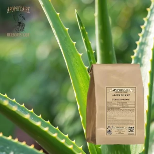 Cape Aloe İnfüzyonu