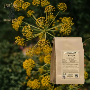 Hojas cortadas de té de hierbas de angélica