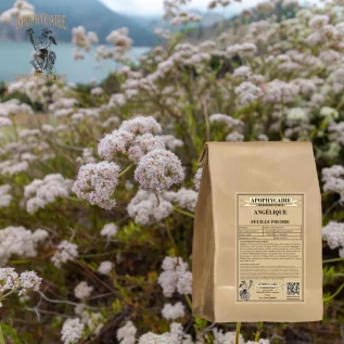 Angelica leaf infusion