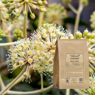 Tisane Angélique fruit entier (Angelica archangelica) - Apophycaire