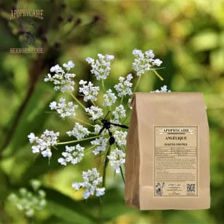 tisane Angélique racine coupée