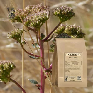 Angelica root infusion