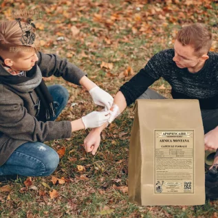 Arnica capitule floral entier (Arnica montana) - Apophycaire