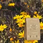 Arnica bütün çiçek başı (Arnica montana) - Eczacı